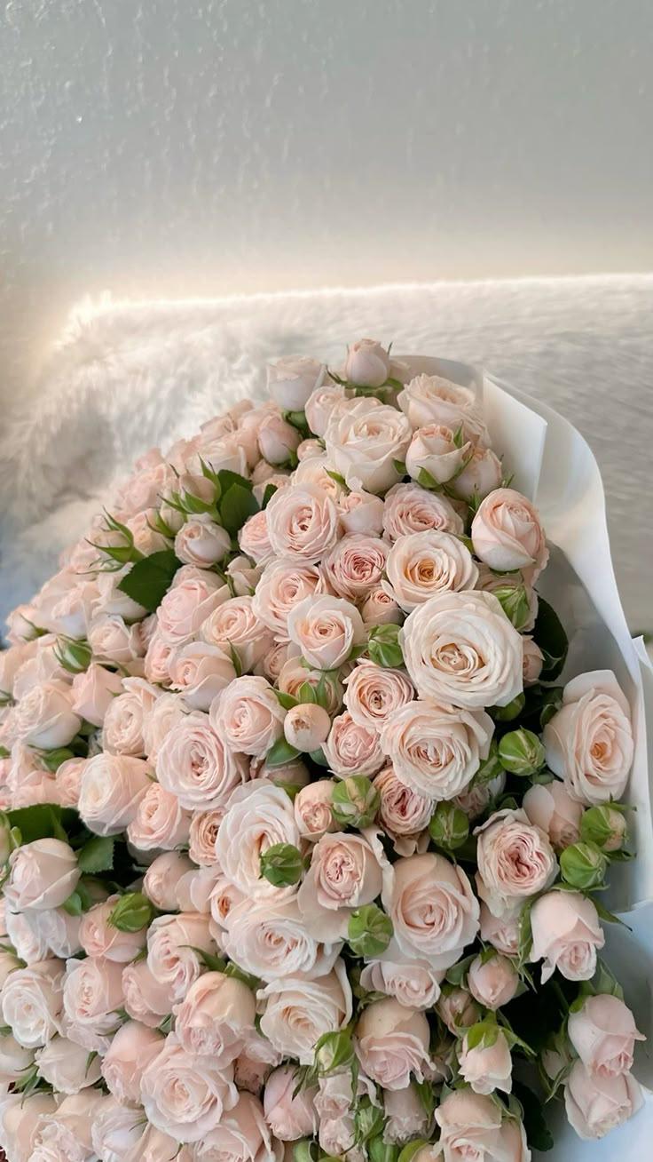 Harmony's Kiss Tender Bloom Collection
